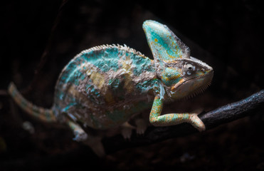 Chameleon on a branch