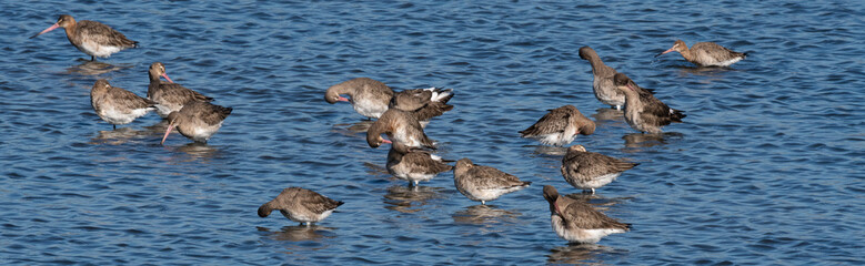 barge à queue noire
