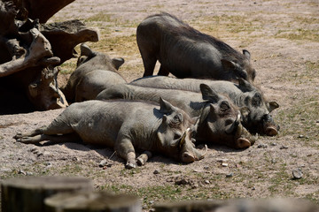 Gray Warthog (Phacochoerus Aethiopicus) is an African wild pig. They are sleeping on the dry ground with little grass background in sunshine day at spring or summer season.