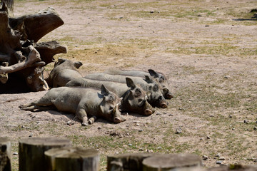 Gray Warthog (Phacochoerus Aethiopicus) is an African wild pig. They are sleeping on the dry ground with little grass background in sunshine day at spring or summer season.