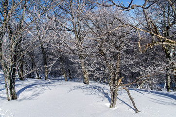 Zimowy las Bieszczady 