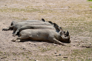 Gray Warthog (Phacochoerus Aethiopicus) is an African wild pig. They are sleeping on the dry ground with little grass background in sunshine day at spring or summer season.