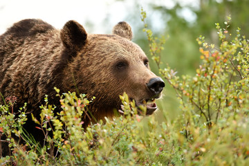 Big male brown bear close up portrait