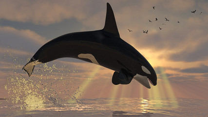 Killer whale orca jumped out of sea at sunrise side view 3d rendering © bekirevren