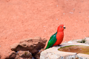 Beautiful parrot perched near water pond and looking something with blur sand background in public park, look so happy with sunshine day ,good weather at spring or summer season. Parrot from Australia