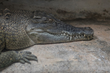 Caiman in the zoo environment.