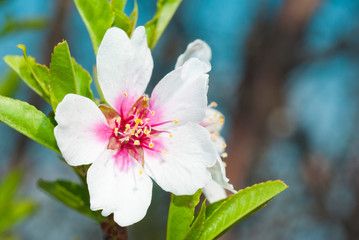 Almond flowers