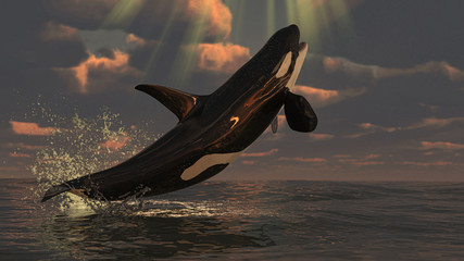 Killer whale orca reaching the sky jumped high 3d rendering © bekirevren