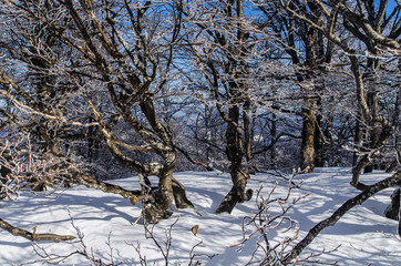 Zimowy las Bieszczady 