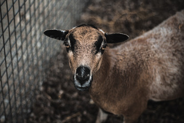 Brown sheep in the nature zoo.