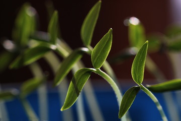 young pepper sprouts reaching for sunlight