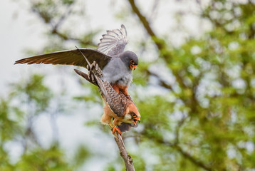 Red-footed Kestrel - Falco vespertinus, beautiful Kestrel from South European forests and woodlands, Hortobagy, Hungary.