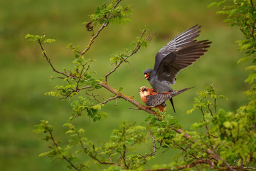 Red-footed Kestrel - Falco vespertinus, beautiful Kestrel from South European forests and woodlands, Hortobagy, Hungary.