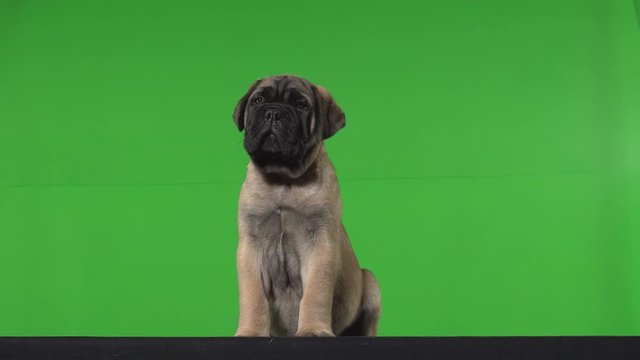 Dog pug green screen