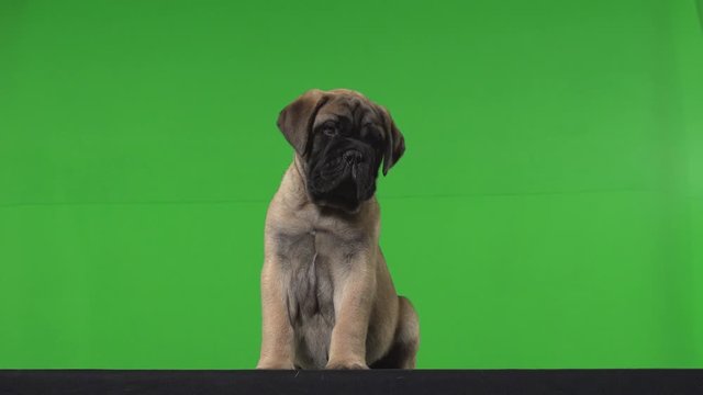 Dog pug green screen