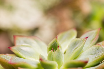close up of succulent