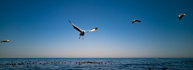 Cape Gulls (seagull) Flying over sea