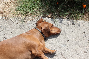 Sleeping beautiful brown dachshund on concrete floor