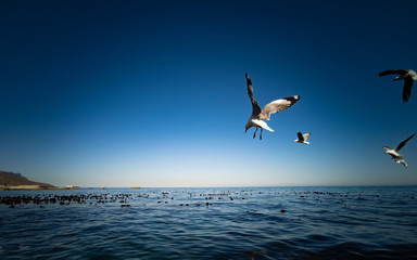 Fototapeta na wymiar Cape Gulls (seagull) Flying over sea