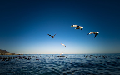 Cape Gulls (seagull) Flying over sea