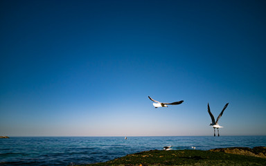 Fototapeta na wymiar Cape Gulls (seagull) Flying over sea
