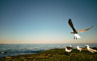 Obraz premium Cape Gulls (seagull) Flying over sea