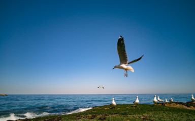 Cape Gulls (seagull) Flying over sea