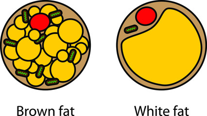 Brown Beige And White Fat Cells icon