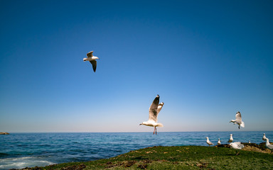 Cape Gulls (seagull) Flying over sea