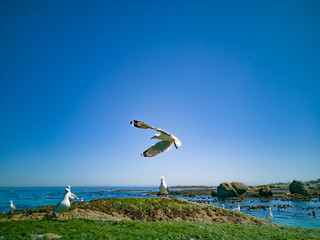 Cape Gulls (seagull) Flying over sea