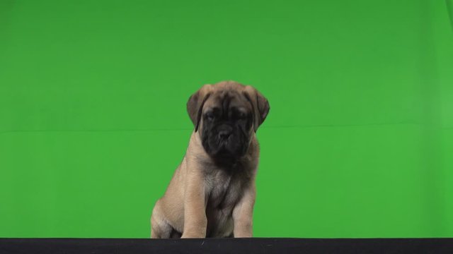 Dog pug green screen