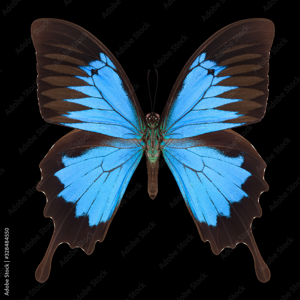 Wall mural blue emperor butterfly isolated on a black background