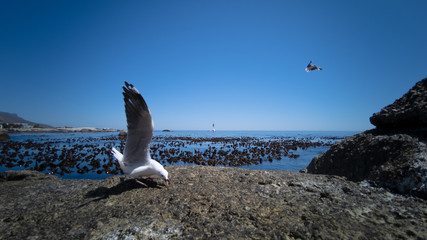 Fototapeta premium Cape Gulls (seagull) Flying over sea
