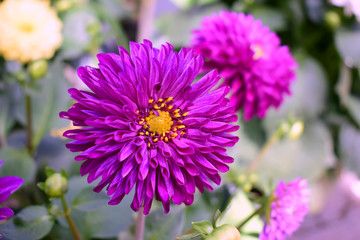 Obraz premium Purple Dahlia flower, beautiful blossom and blurred green leaves background in spring or summer season.