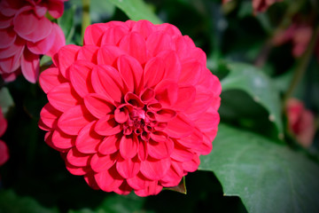 Red Dahlia flowers, beautiful blossom and blurred green leaves background in spring or summer season.