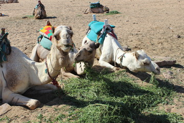 Three funny camels  resting in the sand and eating clover