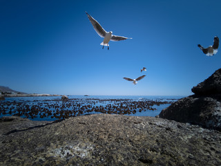 Cape Gulls (seagull) Flying over sea