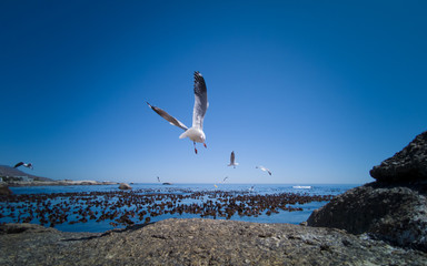 Cape Gulls (seagull) Flying over sea