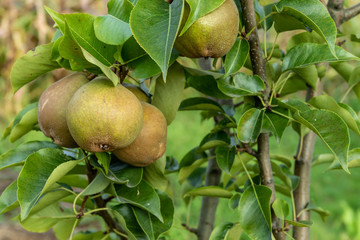 Green pear growing in a tree, with out of focus leaves in the foreground.