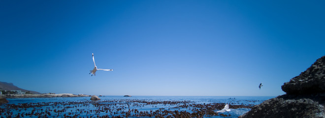 Cape Gulls (seagull) Flying over sea