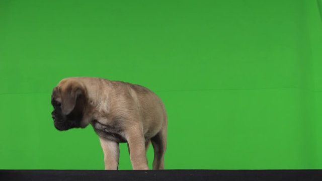 Dog pug green screen