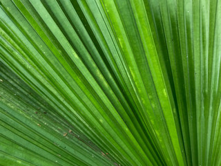 Green leaf pattern texture for background
