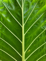 Green leaf pattern texture for background