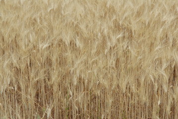 CHAMPS DE BLE / CEREALE..