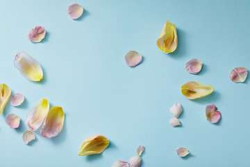 top view of scattered floral petals on blue background