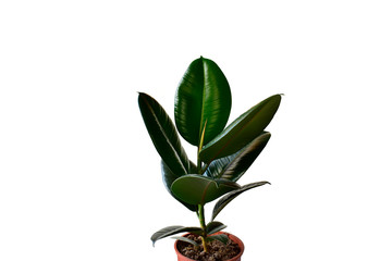 Ficus elastica tree in flowerpot, beautiful house plant isolated on white texture background. Tropical nature green leaves.