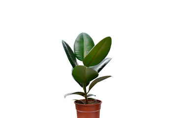 Ficus elastica tree in flowerpot, beautiful house plant isolated on white texture background. Tropical nature green leaves.