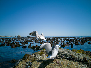 Fototapeta premium Cape Gulls (seagull) Flying over sea
