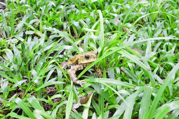 A Small frog on the grass