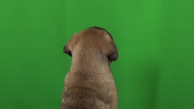 Dog pug green screen